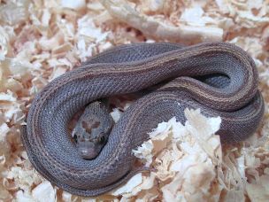 HATCHLING