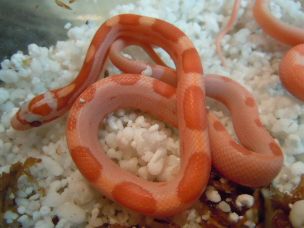 HATCHLING