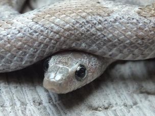 EYE