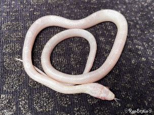HATCHLING