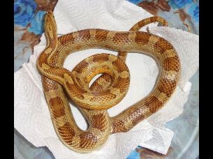 ADULT