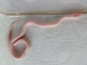 HATCHLING