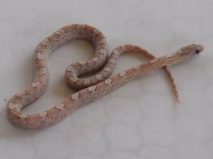 HATCHLING