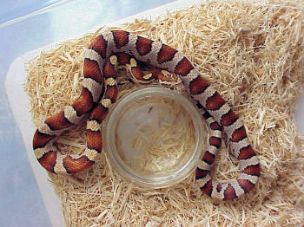 HATCHLING