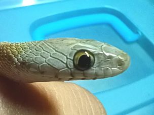 EYE