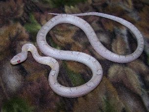ADULT