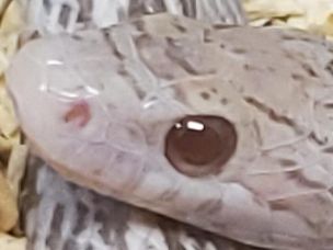 EYE