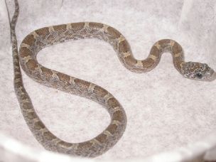 HATCHLING