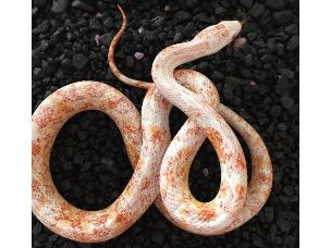 HATCHLING