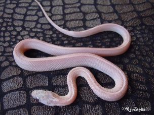 HATCHLING