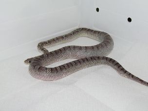 ADULT