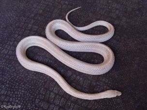 ADULT