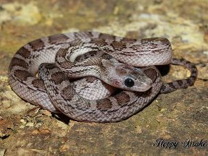 HATCHLING