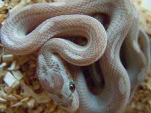 HATCHLING