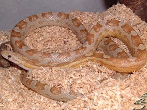 ADULT