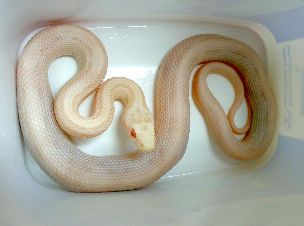 HATCHLING