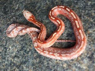 HATCHLING