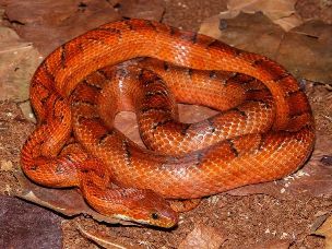 ADULT
