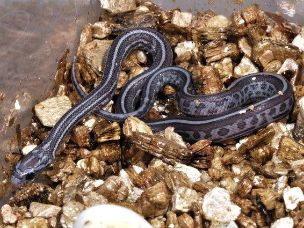 HATCHLING