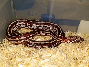 HATCHLING