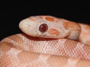 EYE