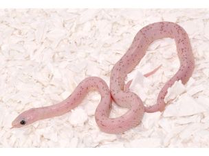 HATCHLING