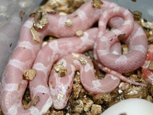HATCHLING