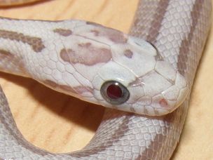 EYE