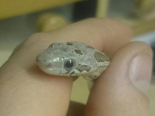 EYE