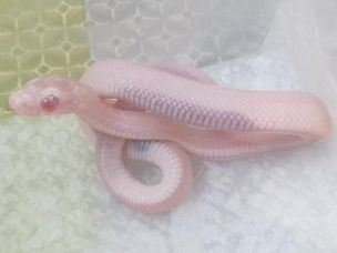 HATCHLING