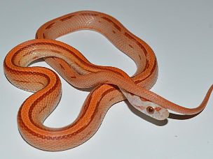 HATCHLING