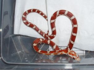 HATCHLING