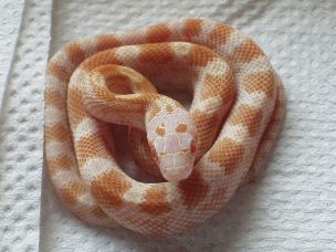 HATCHLING
