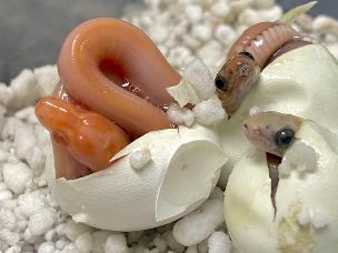 HATCHLING