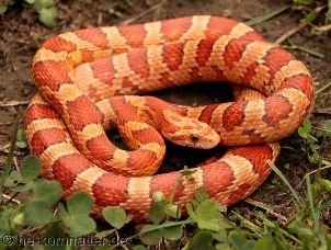 ADULT