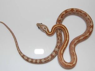 HATCHLING