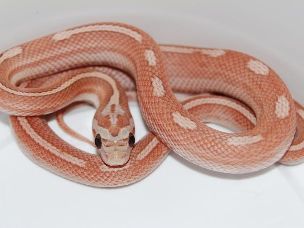 HATCHLING