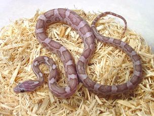HATCHLING