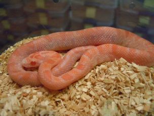 HATCHLING