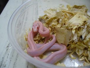 HATCHLING