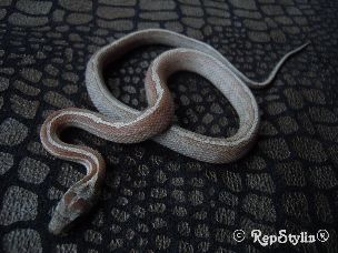 HATCHLING