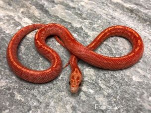 HATCHLING