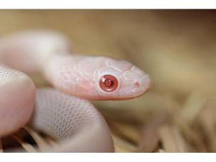 EYE
