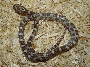 HATCHLING