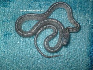 HATCHLING