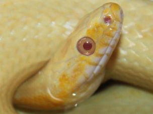 EYE