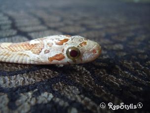 EYE