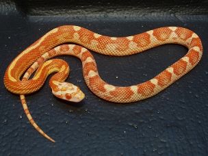 HATCHLING