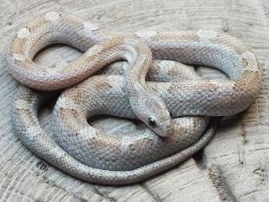HATCHLING