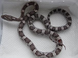 HATCHLING